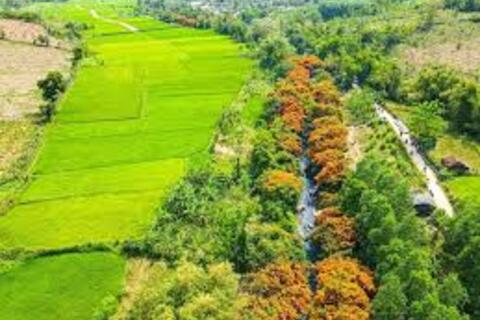 Hoa Trang rừng gọi bước chân về